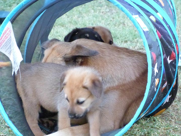 chinook dog